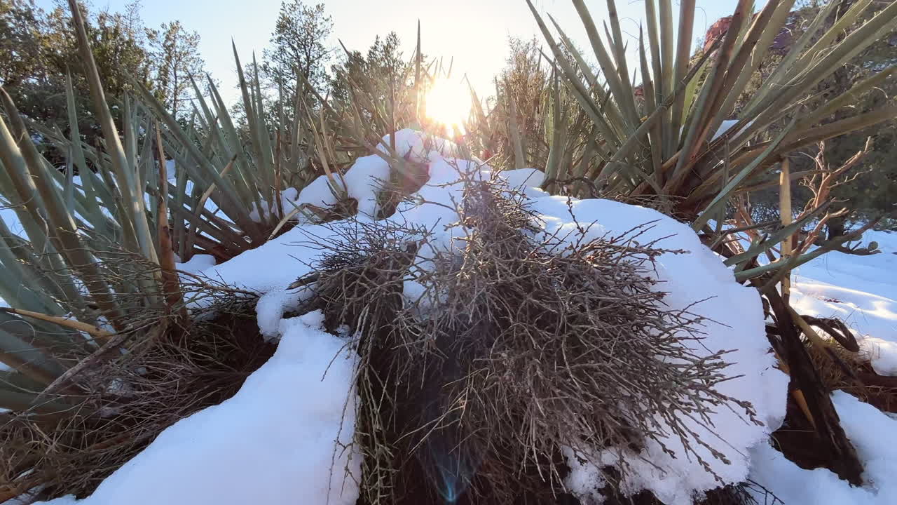 la nieve en el desierto de arizona contrasta con la flora espinosa del agave.