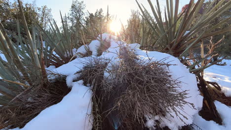 Der-Schnee-In-Der-Wüste-Von-Arizona-Steht-Im-Kontrast-Zur-Agavenstachelflora