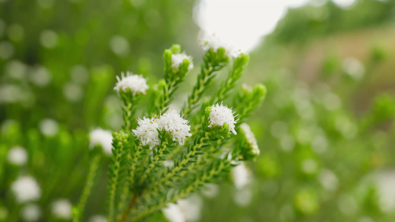 Nahaufnahme kleiner weißer Blüten auf grüner Pflanze, die sanft im Wind schwingt