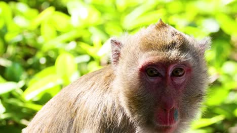 a monkey gazes intently amidst vibrant green foliage, showcasing its expressive face and fur.