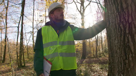 male engineer touching tree trunk with his hand looking upward and sun glare on the background, handheld