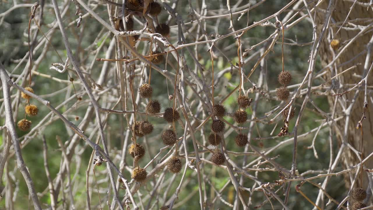 Hafif rüzgarda akenli Kaliforniya çınarı (Platanus racemosa).