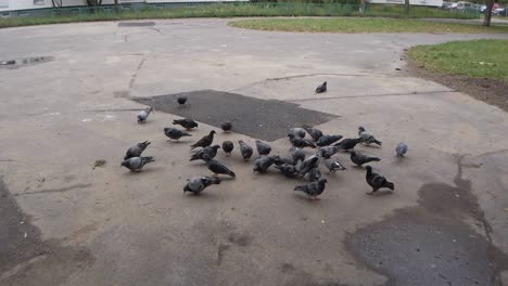 Una-Manada-De-Palomas-Se-Está-Alimentando-En-La-Calle