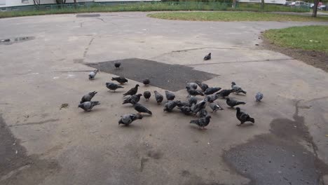 una manada de palomas se está alimentando en la calle