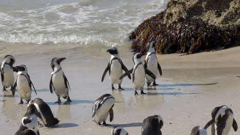 grupo de pingüinos africanos saliendo del agua y secándose y limpiándose en la arena de la playa de boulders, península de cabo, sudáfrica