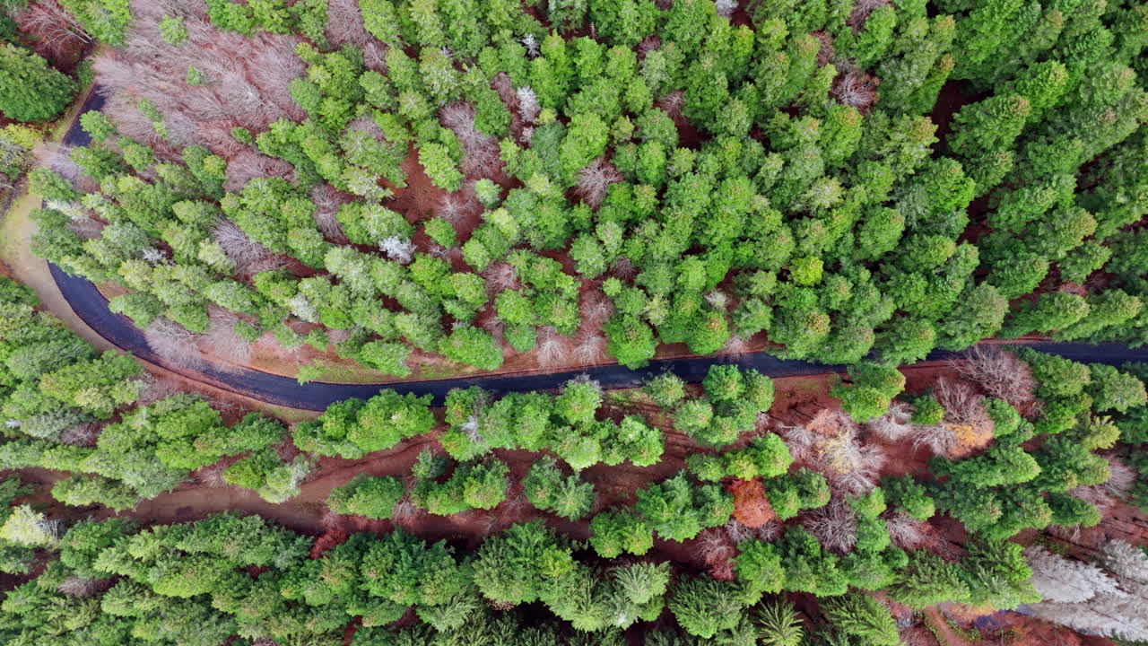 Aerial top view of dense green forest and winding road in tranquility