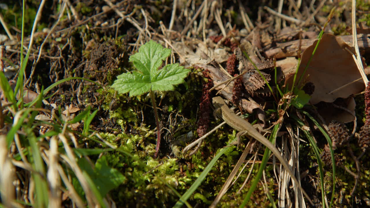 Common Lizard, Viviparous Lizard In The Wilds Of Berchtesgaden Region of Bavaria, Germany. Close Up Shot