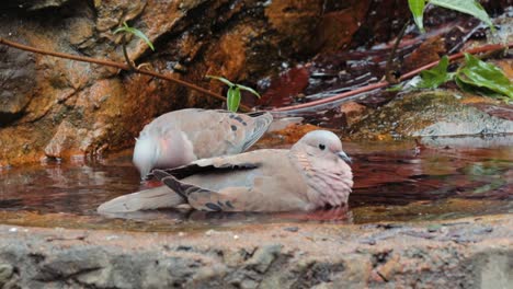 comportamiento divertido de la paloma manchada en el agua