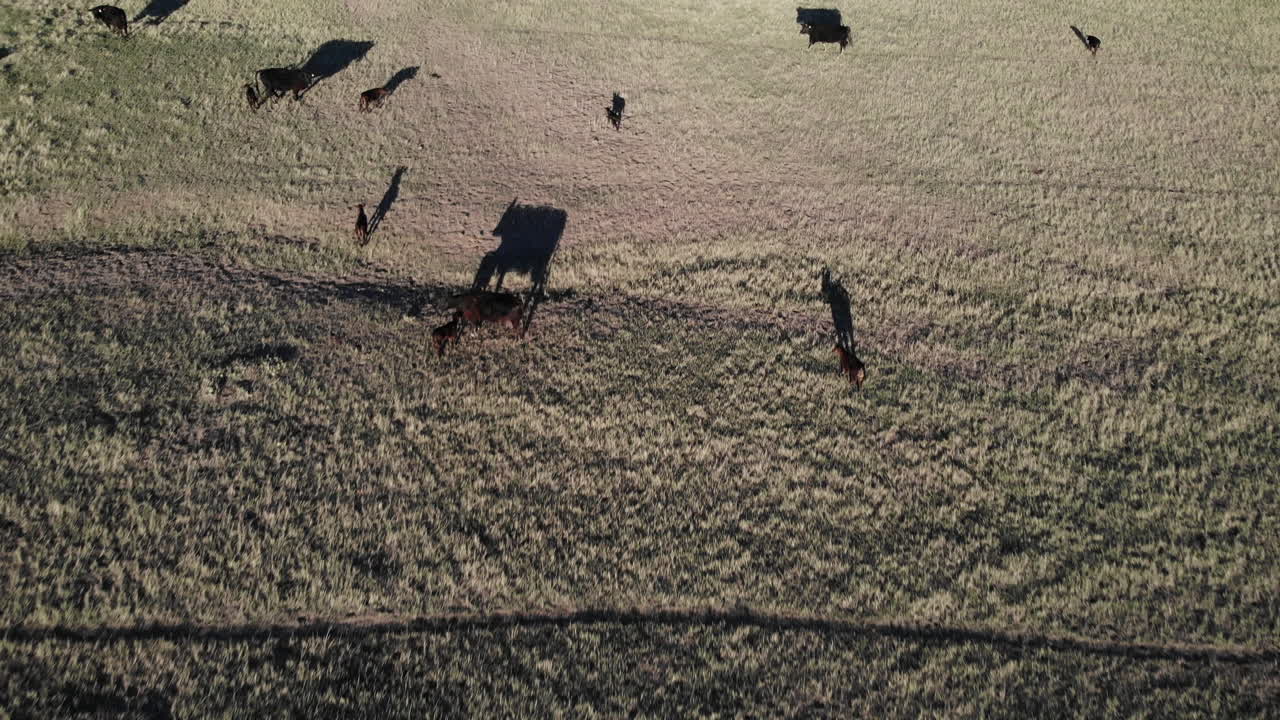 Herd of Cows in Plain Farming Land in Countryside of South Dakota USA on Sunny Evening, Drone Shot