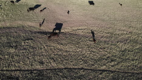 herd of cows in plain farming land in countryside of south dakota usa on sunny evening, drone shot