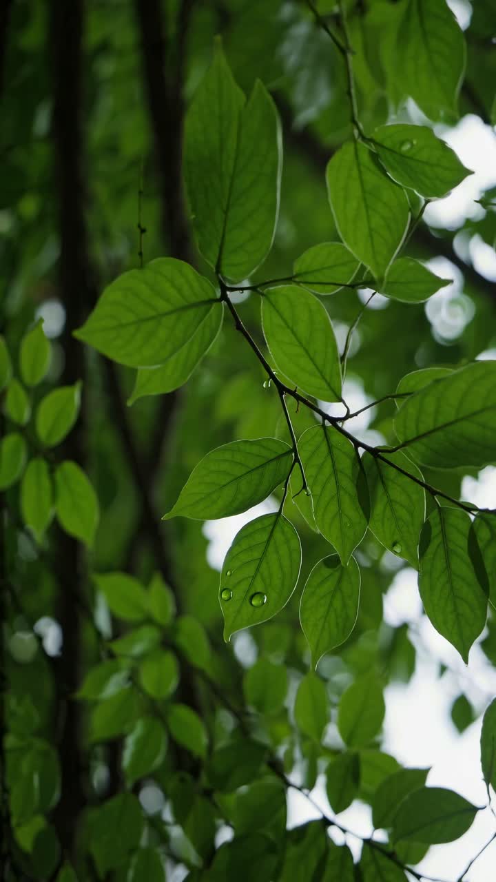 Close-up shot of vibrant green leaves with water droplets, captured from a low angle