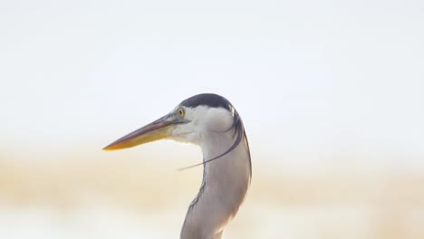 Großer-Blaureiher-Nahaufnahme-Kopfschütteln-Hin-Und-Her-In-Zeitlupe