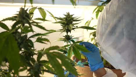 Scientist-looking-and-studying-cannabis-plant-leaves-and-buds-in-a-laboratory-through-a-microscope-lantern