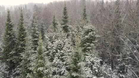 Aerial-of-snow-covered-pine-trees-while-snowflakes-fall-from-sky