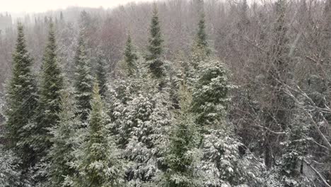 Antena-De-Pinos-Cubiertos-De-Nieve-Mientras-Los-Copos-De-Nieve-Caen-Del-Cielo