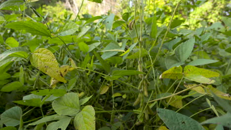 high speed shot of soy beans in field