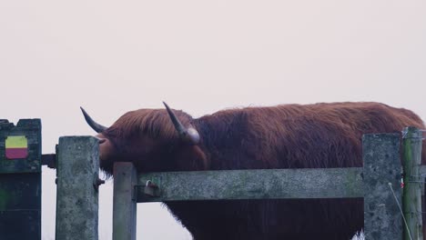 highland cow at a fence