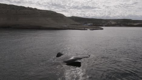 Whale-resting-up-side-down-very-close-to-the-shore---Aerial-view-Slowmotion