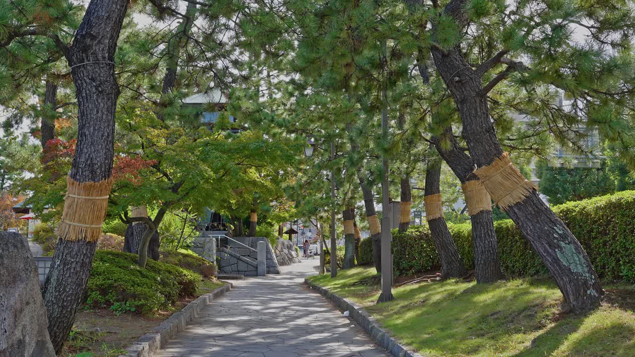 冬のために藁で包まれた歴史的な松の木が並ぶ公園の小道の、地上レベルからのソフトフォーカスショット