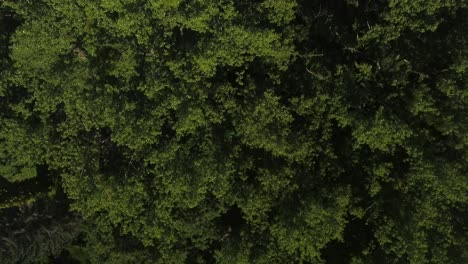 Bird-Eye-View-of-a-Forest-4K