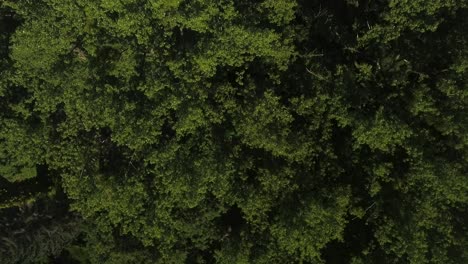 vista de pájaro de un bosque 4k