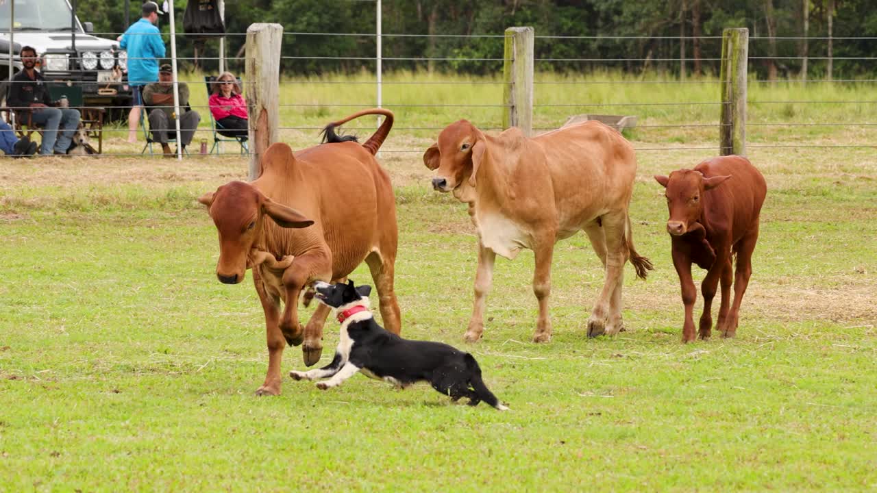 A cattle dog skillfully herds cows in a rural field, showcasing agility and teamwork in a vibrant outdoor setting