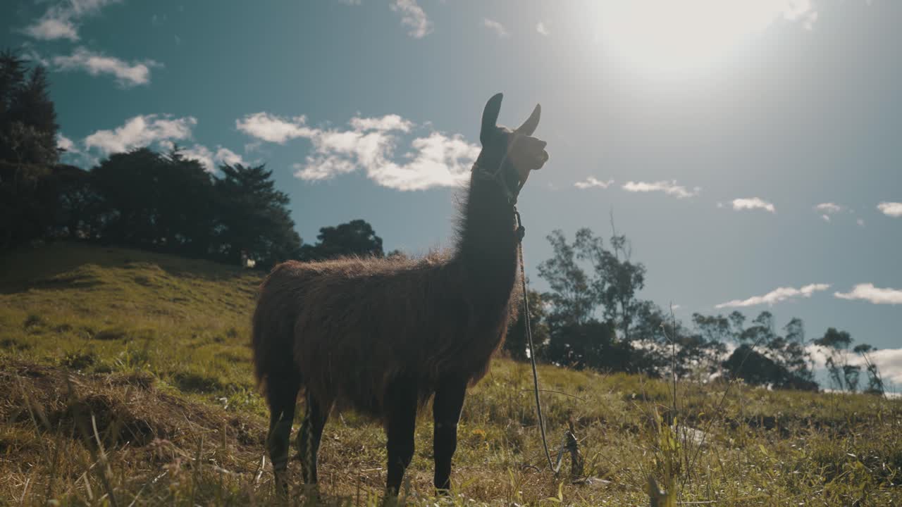 silueta de llama marrón parada en el campo bajo el sol brillante