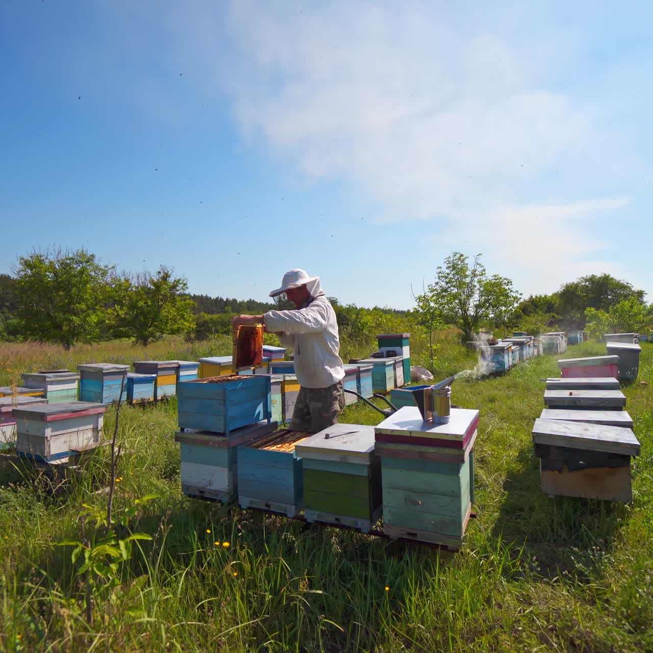 Apiary on field. Beekeeper inspecting bees near hives among green nature. Wooden beehives on a bees farm. Apiculture.