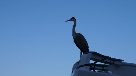 silueta de un ave marina japonesa en un barco