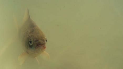 fish swims in the lake opens the mouth