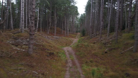 fast aerial drone shot flying down pine woodland forest path in daytime uk