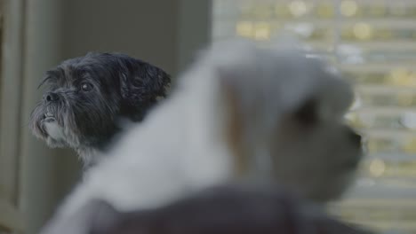 White-and-black-dog-looking-outside-and-at-camera