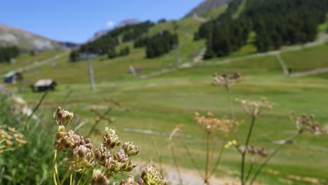 las flores se balancean en el paisaje de piamonte, italia
