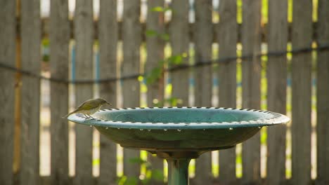 a brown honeyeater dips into the water of a birdbath, shaking himself dry