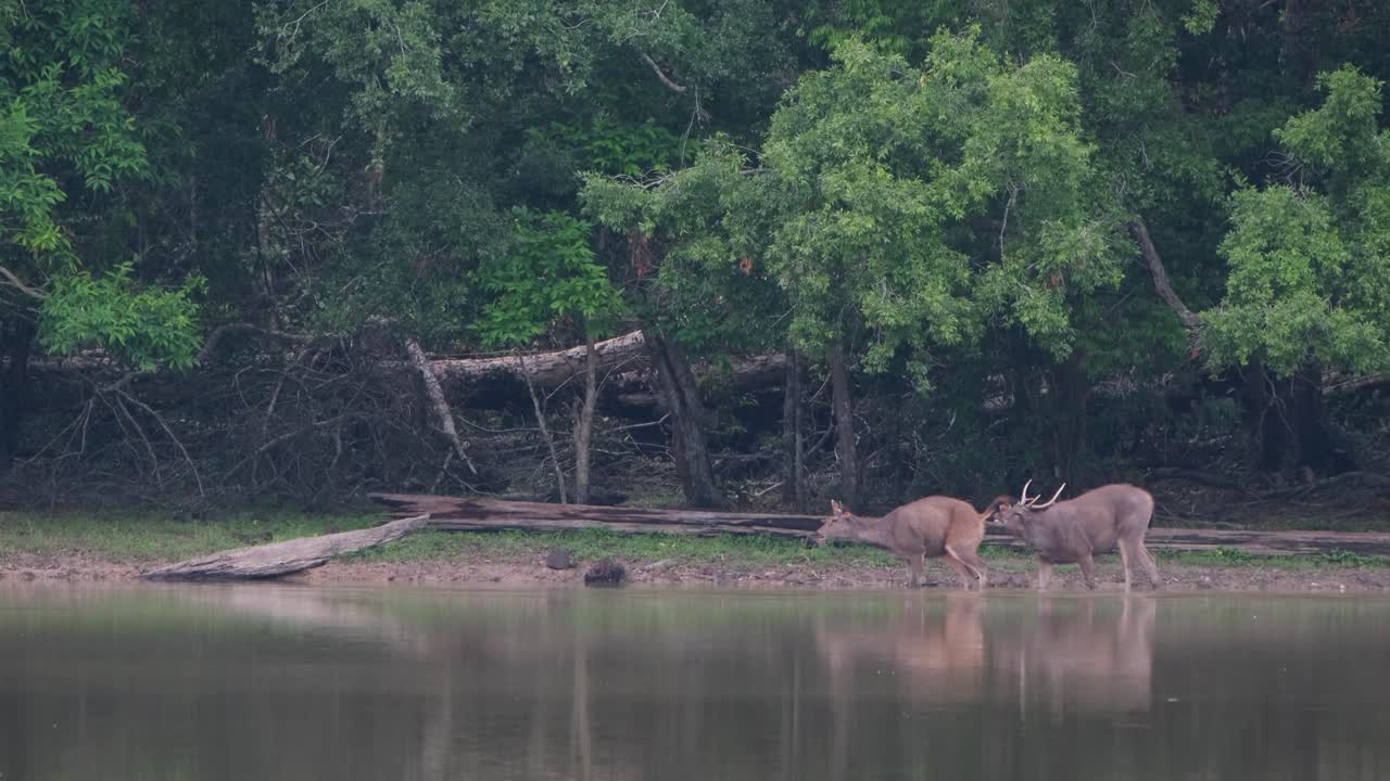 수사슴이 암사슴의 엉덩이에 코를 대고 열심히 놀다가 가버린다.