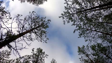 Vista-De-ángulo-Bajo-En-El-Bosque