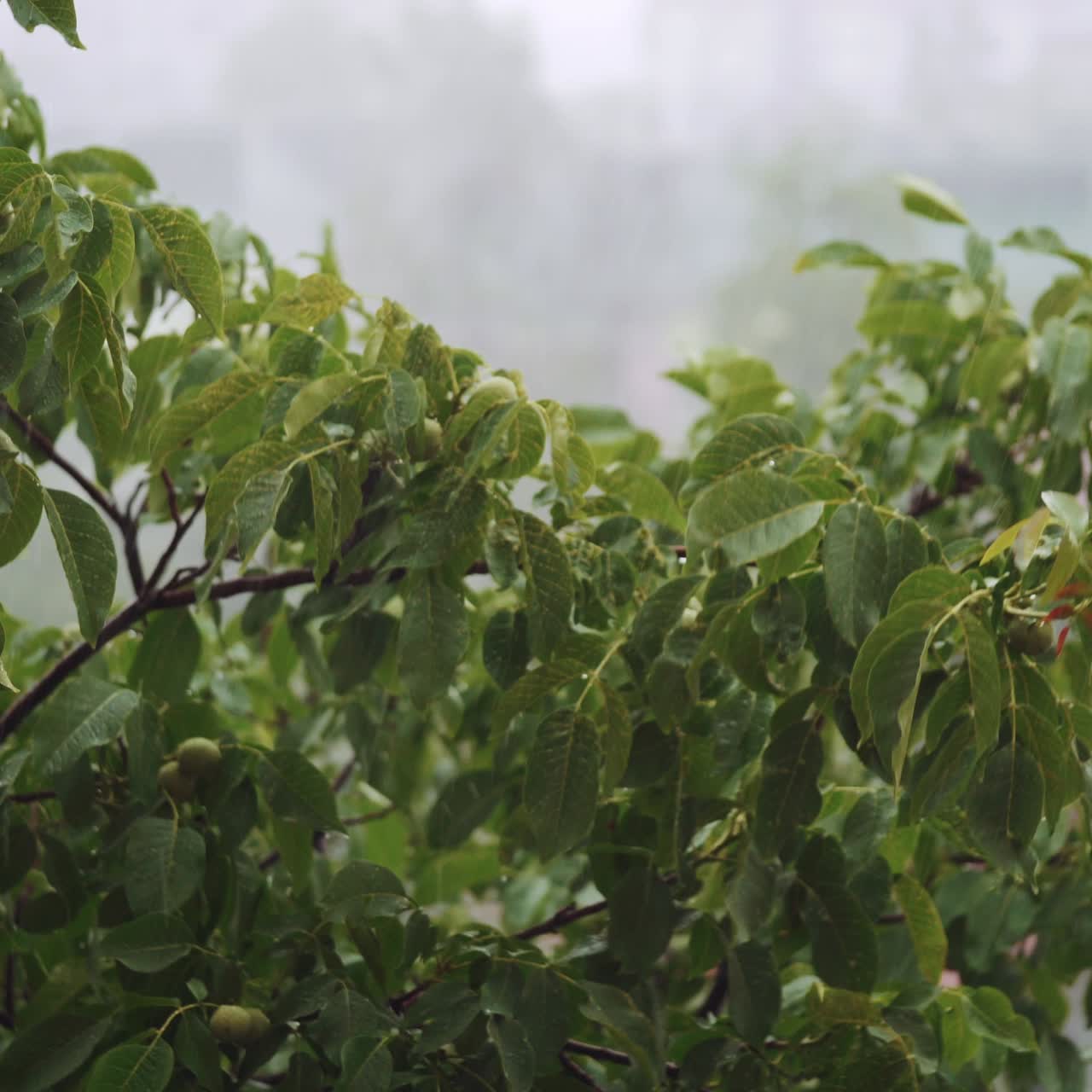 Green tree branches under the falling rain. Walnut
