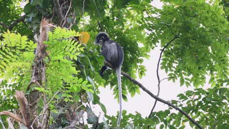 Mono-De-Hoja-De-Anteojos,-Trachypithecus-Obscurus,-Imágenes-De-4k