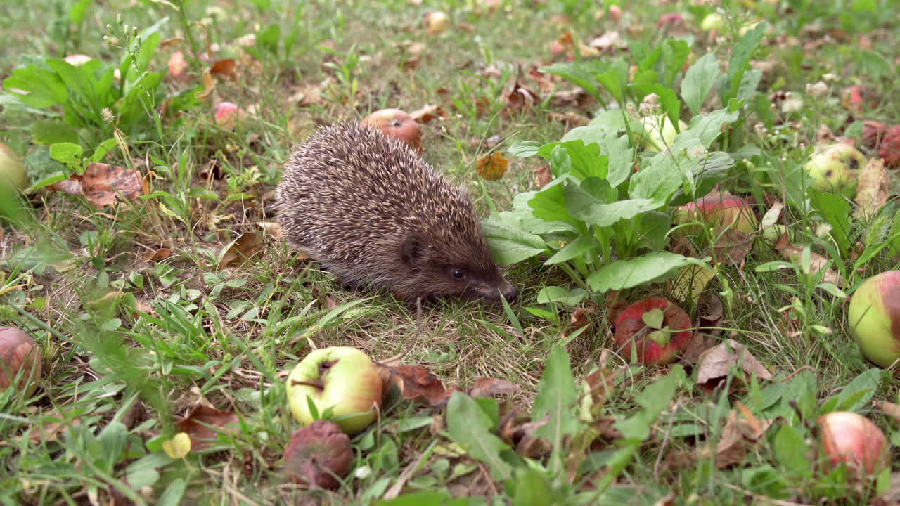 Little gray hedgehog in the garden among organic apples. Spiky animal is looking for food sniffs on the green grass at daytime.