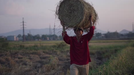 farmer carrying hay bale in a rice paddy