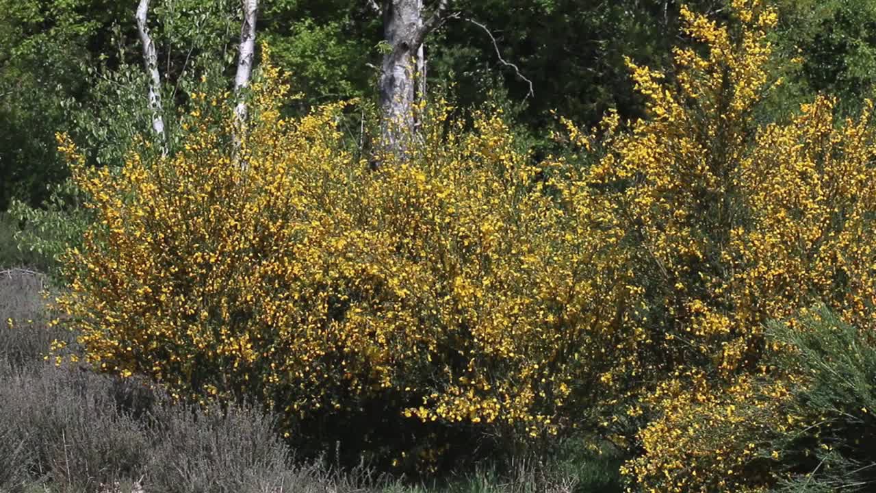 Broom, Cytisus scoparius, flowering in early Spring. England. UK
