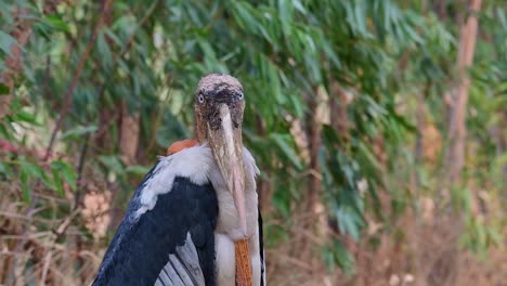 Greater-Adjutant,-Leptoptilos-dubius,-Buriram,-Thailand