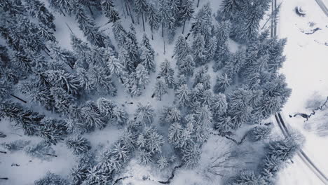 Elevándose-Sobre-Un-Paraíso-Invernal,-Una-Vista-Aérea-Captura-La-Serena-Belleza-De-Un-Bosque-Cargado-De-Nieve.