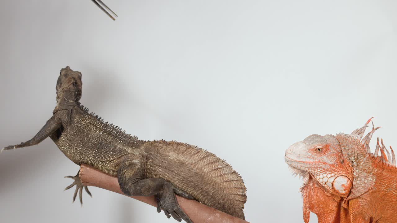 Un'iguana marrone afferra un verme della farina dalle pinze mentre è appollaiata su un ramo di legno