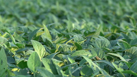 a field of soybean plants in the light of the evening sun