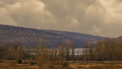 Flocks-of-Snow-Geese-Migrating-North-in-Spring-Stop-for-a-Rest-and-Feed-Before-Continuing-North-in-Organized-Groups