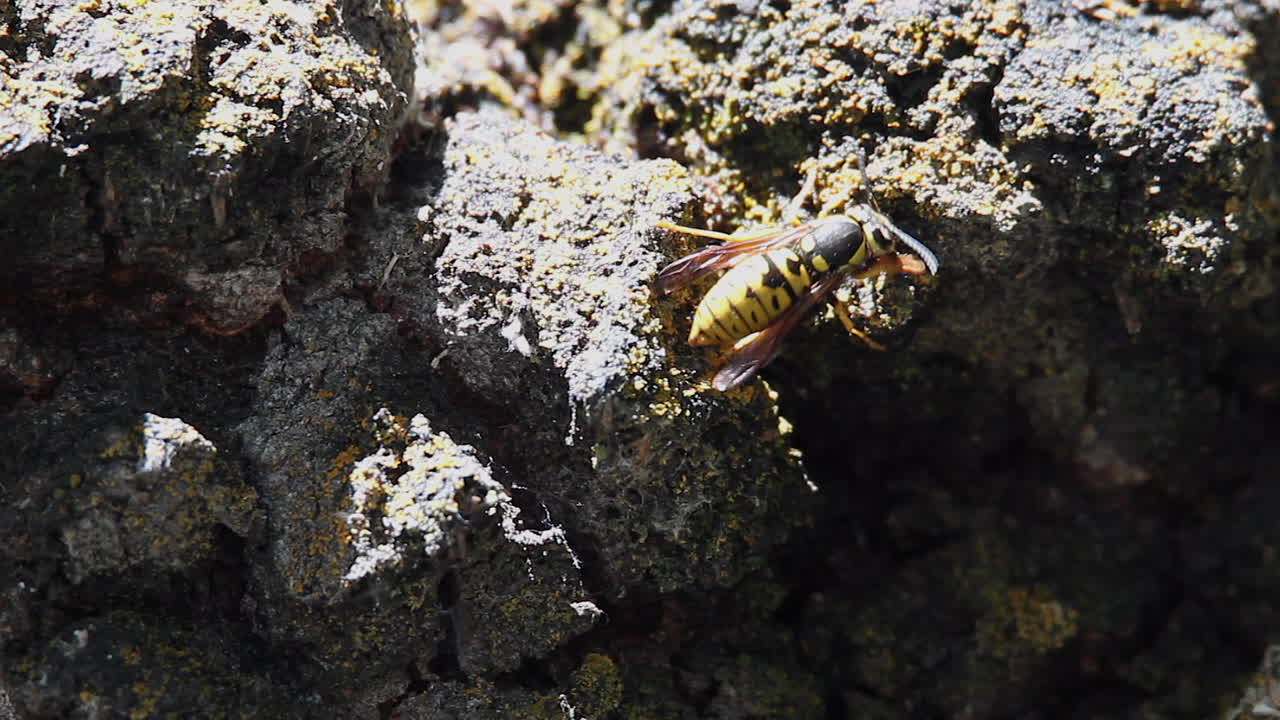 Yellowjacket wasp eats yellow lichen on tree bark, macro close-up