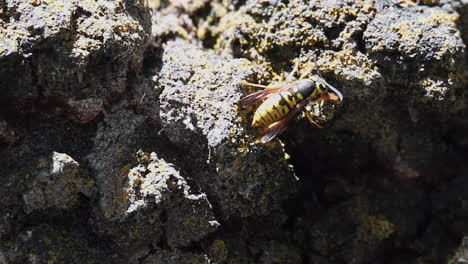 Yellowjacket-wasp-eats-yellow-lichen-on-tree-bark,-macro-close-up