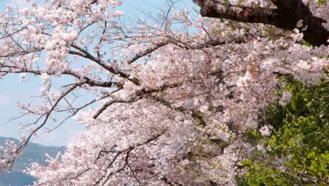 Cherry-Blossom---Pink-Flowers