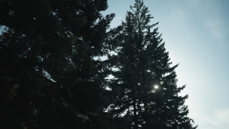 round view winter spruce crowns against blue sky, tall evergreens sway softly near city building, faint tower lines in background, cold morning light and crisp shadows, tranquil urban nature contrast